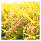 信濃町産のお米