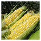 絶品とうもろこし