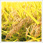 信濃町産のお米イメージ