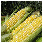 絶品とうもろこしイメージ